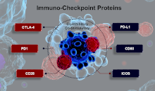 immuno-oncology checkpoint